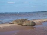 Seal.jpg